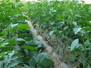 2018年蔬菜种植时间表 全面规划种植作业指南