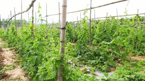 百千万工程丨杜阮凉瓜 一颗特色农产品如何撬动乡村振兴