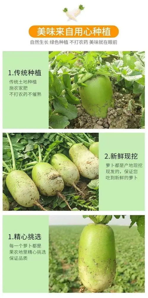 农家自种河南青萝卜 绿色美味从田间到餐桌