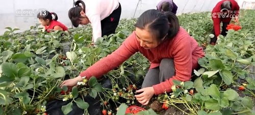 农产品量质齐升 绿色种养循环农业保障农田可持续发展与蔬菜种植的新路径