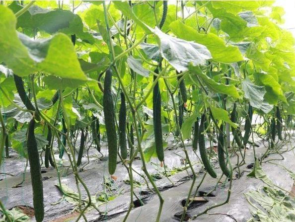 发展种植新型生态农业，他一年就赚了十万——蔬菜种植的新路径