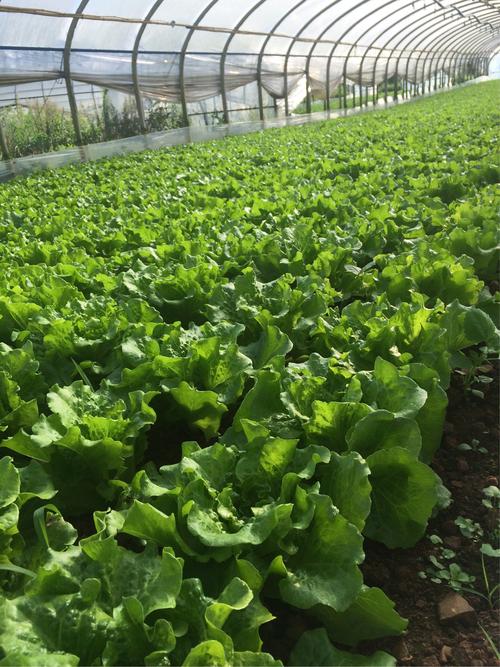 寻甸拾豪绿色蔬菜种植基地 高原沃土上的绿色种植实践