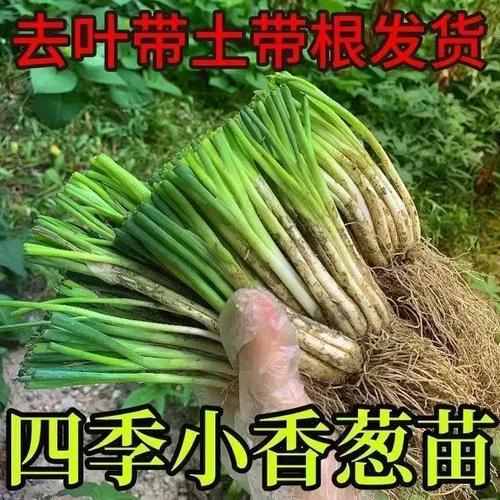 湖南分葱种苗四季香葱盆栽批发农田种植指南