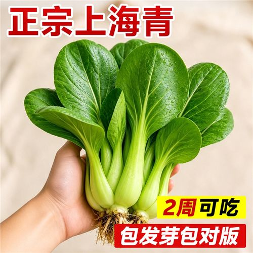 四季餐桌上的矮脚珍宝 上海青、苏州青与黑大头的高产种植指南