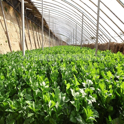 温室大棚蔬菜种植的科学管理指南