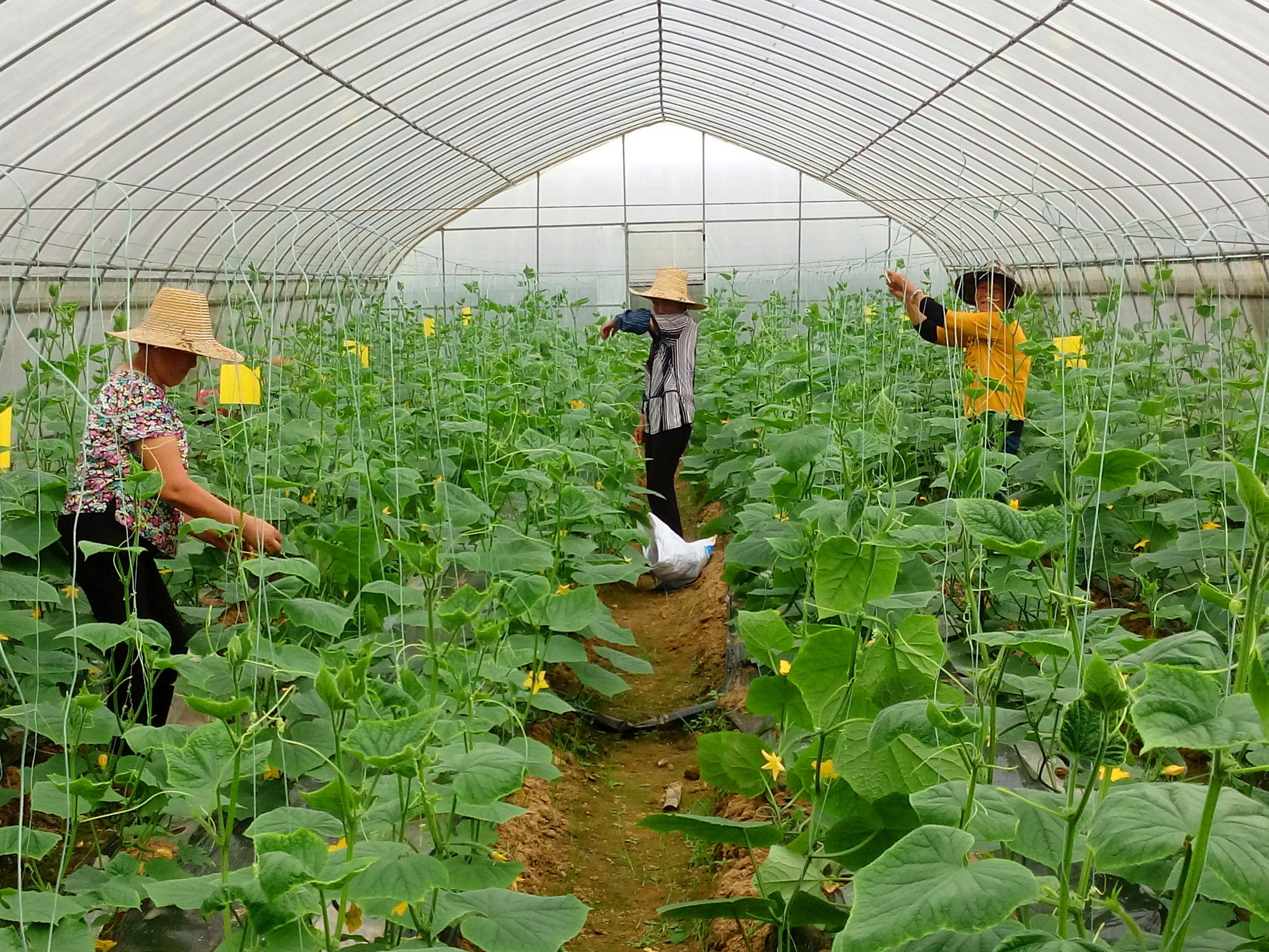 有机蔬菜种植指南 从土壤到餐桌的绿色之路